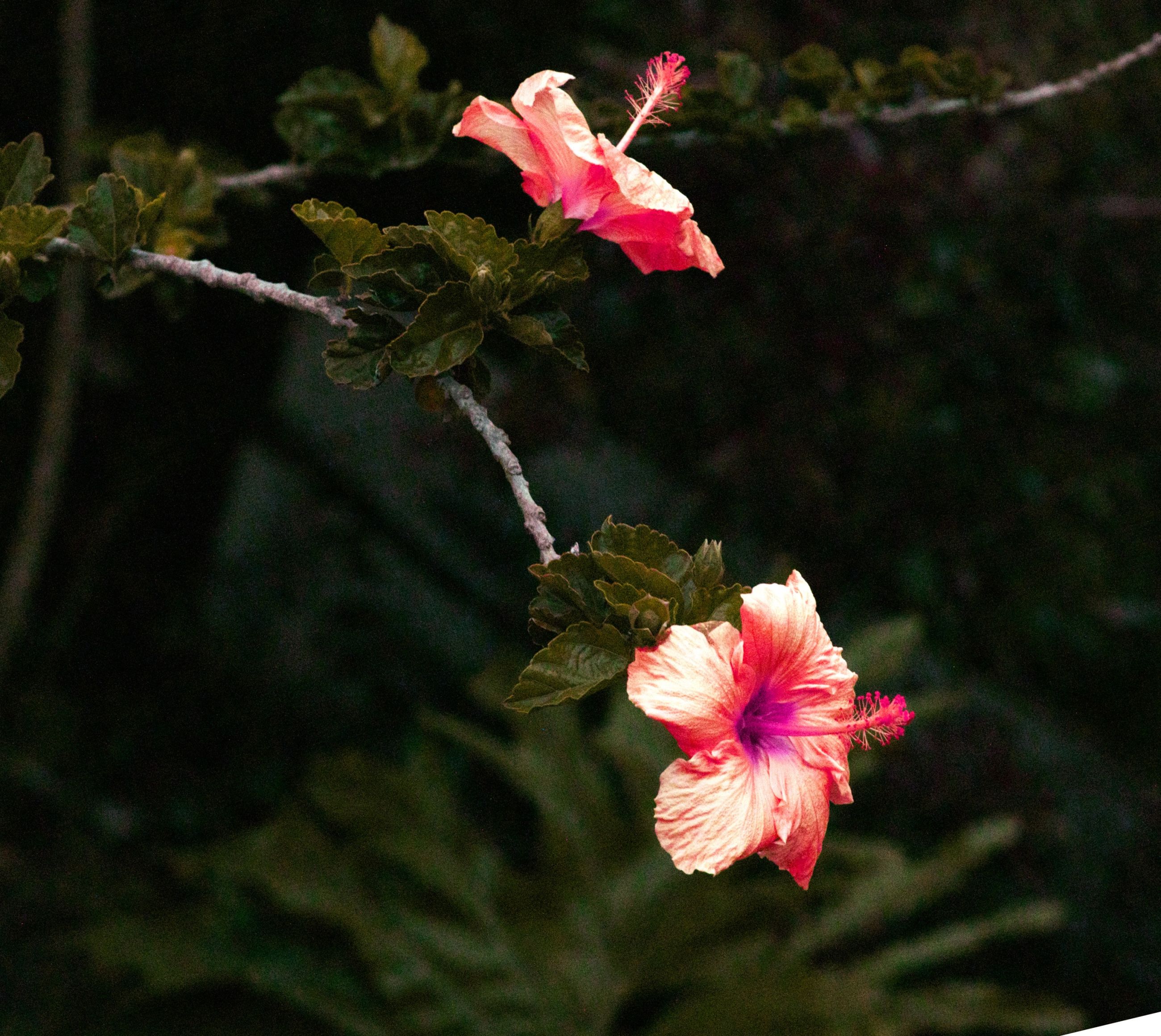 11012025 flor Jamaica